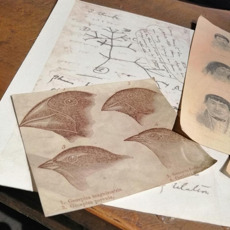 Ushuaia : musée de cire, dessins de Charles Darwin